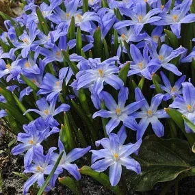 Chionodoxa luciliae