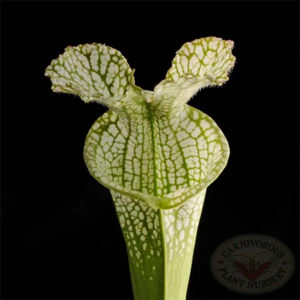 Sarracenia leucophylla - Hurricane Creek